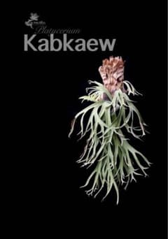 親株出品　P.Kabkaew カブカエ　ビカクシダ 親株出品 P.Kabkaew カブカエ ビカクシダ - メルカリ