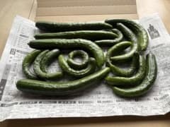 秋田県産　きゅうり　箱込み850gサイズいろいろのサムネイル