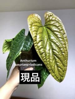 ダイナミックな美しさ✨】アンスリウム ルクスリアンス×ラディカンス