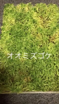 オオミズゴケ150本テラリウム用のサムネイル