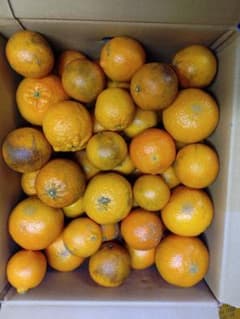屋久島たんかん　果汁用 S〜3L 9キロのサムネイル
