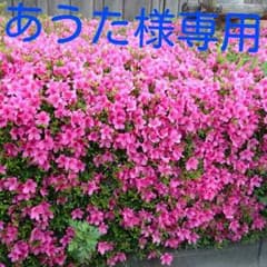 あうた様専用です♪のサムネイル
