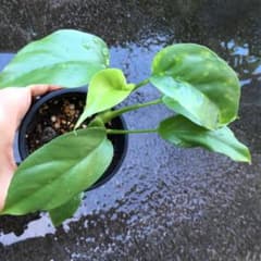 希少 ラフィドフォラ テトラスペルマ 特殊葉のサムネイル