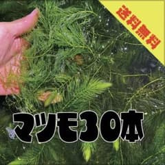 【送料無料】マツモ30本　15cm前後のサムネイル