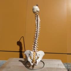 SOMSO ソムソ社 ドイツ製 脊柱骨盤模型のサムネイル