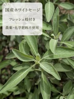 ホワイトセージ【カット苗3本挿し穂用】農薬・化学肥料不使用フレッシュ枝葉多め同封のサムネイル
