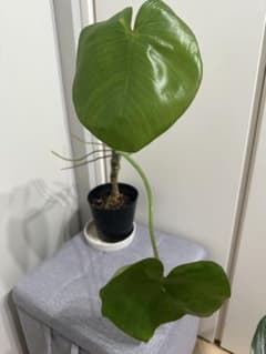 m*r様 【希少/原種】フィロデンドロン リカルドイ 観葉植物 アロイドのサムネイル