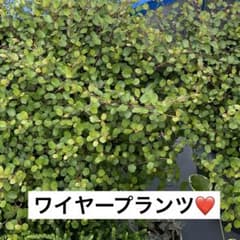 観葉植物　ワイヤープランツ❤️ 【カット苗】のサムネイル