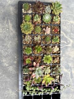 多肉植物詰め合わせのサムネイル