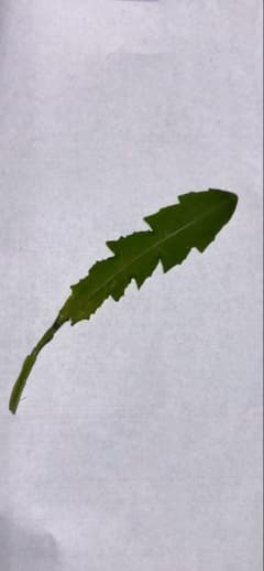 タンポポの葉(愛知県産) - メルカリ