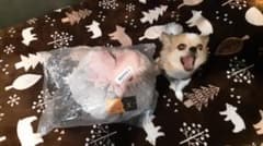 ふんわり肉球型ペットベッド！愛犬・愛猫の至福の安眠スポットのサムネイル