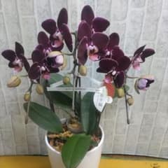 16日入荷⭐️ミディ胡蝶蘭⭐️タイダパール3株一鉢 - メルカリ