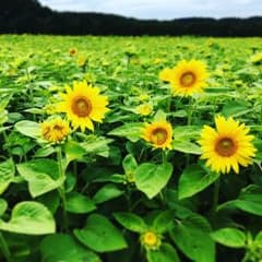 るーみー様専用のサムネイル