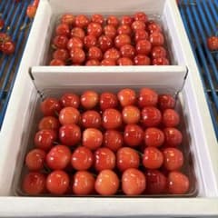 佐藤錦 訳あり たっぷり 1kg 家庭用 加工用 お試し 初モノのサムネイル