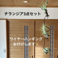 023 チランジア エアープランツ3点セット✨ハンギングおまけ♪のサムネイル