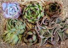 587　ブルードラゴン入り!多肉植物カット苗詰め合わせのサムネイル