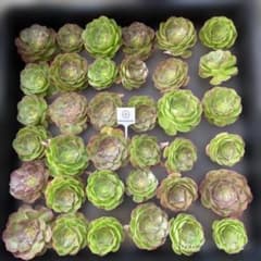 Top【選抜株】多肉植物　13211夕鶴　10個　鉢無し/脱土 Top【選抜株】多肉植物 365105ハロウィン 36個 鉢無し/脱土 - メルカリ