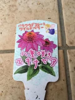八重咲きエキナセア苗のサムネイル