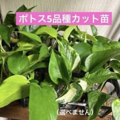 ⭐ポトス⭐リゾートポトス⭐サービスカット5本⭐発根済み 観葉植物 発根済みポトス カット苗 5本セット - メルカリ