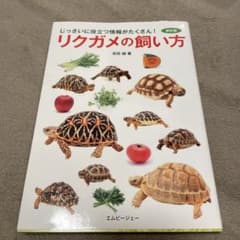 リクガメの飼い方のサムネイル