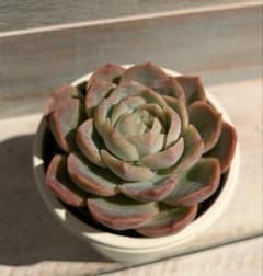 ルイーズ×メキシコポルデンシス☆②☆実生苗☆交配苗☆多肉植物☆エケベリアのサムネイル