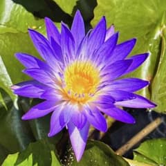 熱帯睡蓮　フィン　オー　ヘーガン　①のサムネイル