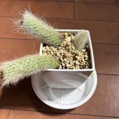 春（╹◡╹）♡様　専用ですのサムネイル