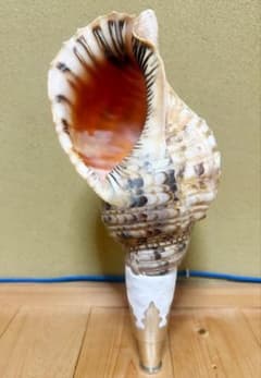 大型37.5㎝法螺貝 修験道 山伏 熊よけ ホラガイ ほら貝 - メルカリ