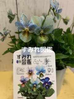 M*I様 すみれ図鑑 1苗 クレールドゥリュンヌ1苗no3 - メルカリ