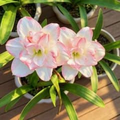 香りのある品種！ アマリリス Lovely Lady 大輪八重咲き 球根 - メルカリ