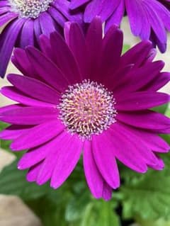 6 ミニガーベラ　濃ピンク　キク科　多年草　植物のサムネイル