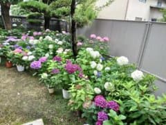 宅急便コンパクトの箱に挿し穂のサムネイル