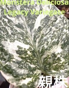 マ*ン様 Monstera Deliciosa Legacy Variegate - メルカリ