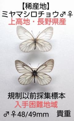 ミヤマシロチョウ♂♀標本★ 上高地・長野県産★規制以前採集標本・入手困難地域貴重のサムネイル