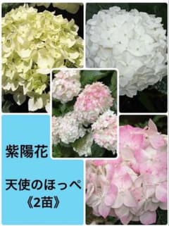 ⑵／①天使のほっぺ【2苗】抜き苗※花終わり苗木 - メルカリ