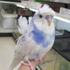 ネギちゃんねる様専用 遊戯王のサムネイル