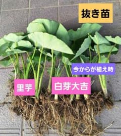 白芽大吉　里芋　抜き苗(10本程度)　家庭菜園のサムネイル
