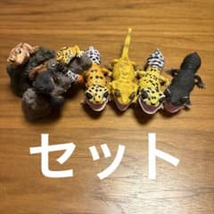爬虫類フィギアセット（ガチャ）レオパードゲッコーのサムネイル