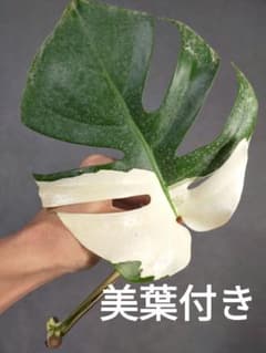 L19】斑入りモンステラ ホワイトタイガー 葉付きカット茎 成長点1つ