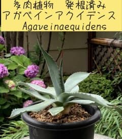 多肉植物　発根済み　アガベインアクイデンス Agave inaequidens 多肉植物 発根済み アガベインアクイデンス Agave inaequidens - メルカリ