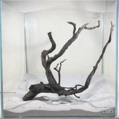 ブラックスマトラブランチ【BSB098】アクアリウム まとめ買い対応可 水槽 ブラックスマトラブランチ【BSB300】アクアリウム まとめ買い対応可