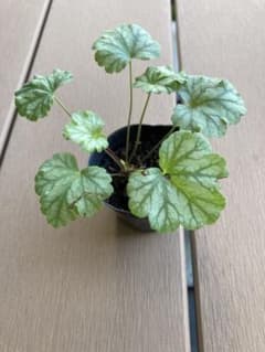 ヒューケラ苗　パリ小苗のサムネイル