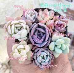 可愛い小苗セット♡カット苗(未根) ディオール入り　お楽しみオマケ付き♡のサムネイル