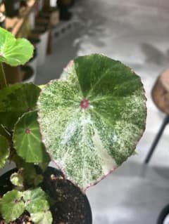 ✡*✡様 ベゴニア　ルージュ　バリエガータ　3.5号鉢 希少！ベゴニア ルージュバリエガータ - メルカリ