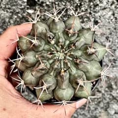 m39053046005_1.jpg?1717673009