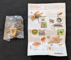 「カプセルQ 衛生害虫博覧会～身近に潜む生活害虫～ ケジラミ」未開封品のサムネイル