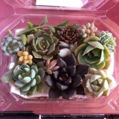 多肉植物 カット苗のサムネイル