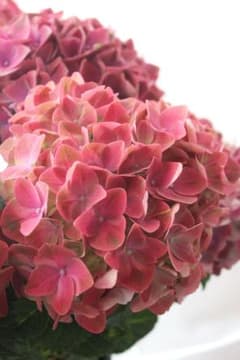 紫陽花 マジカル クリムゾン 花終わり 5号のサムネイル