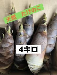 天然 たけのこ 4キロ　収穫後すぐに発送します‼️のサムネイル