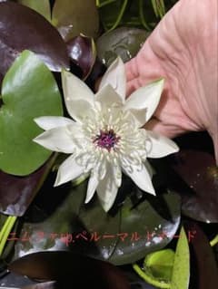 熱帯睡蓮 ニムファspペルーマルドナード　睡蓮　熱帯 ビオトープ 2苗のサムネイル